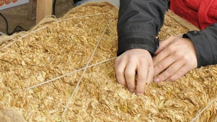 Снимка: Булфото