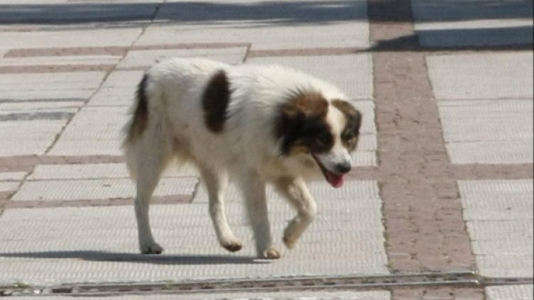 Снимка: Булфото, архив