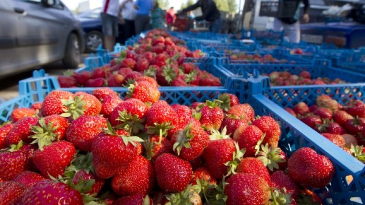 Не всички ягоди са с идеална форма. Снимка: Reuters