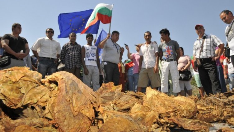 Производители разпиляха тютюн на пътя. Снимка: Булфото