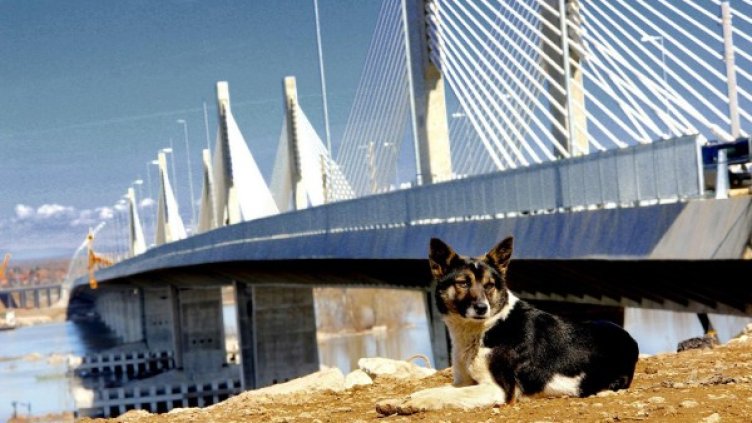 Ще съживи ли Дунав мост 2 област Видин? Снимка: БТА