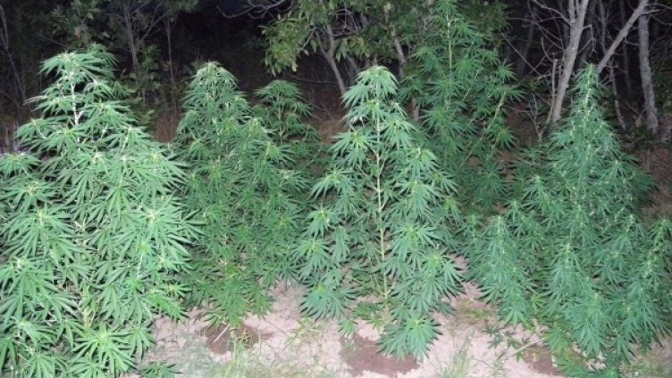 Снимка: Булфото