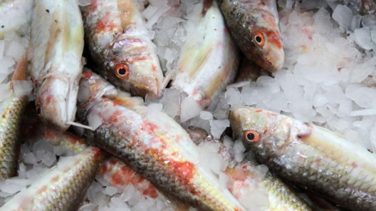 Снимка: архив Булфото