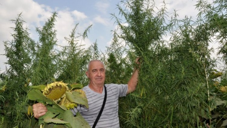 Кметският наместник на "Мариино" Анастас Коцев показва канабиса сред слънчогледа, който е с огромни размери. Снимка: БТА