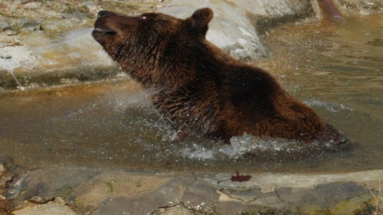 Мецана в очакване на порция ледена свежест в жегите. Снимка: Булфото