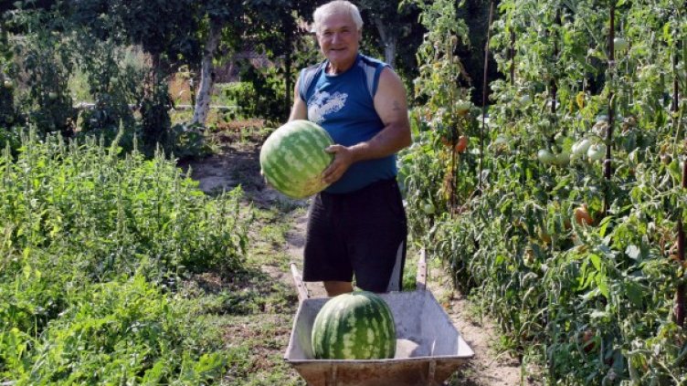 Щастливият стопанин позира с дините гиганти. Снимка: БТА