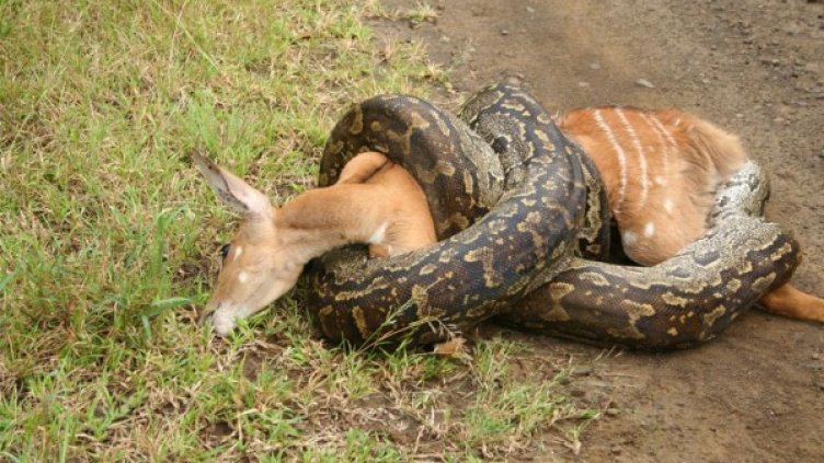 Смъртоносната прегръдка на питона. Снимка: flickr