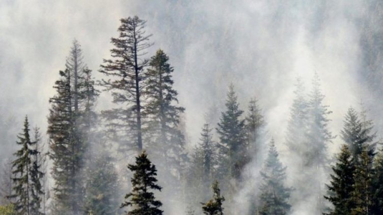 Целта на огнеборците е да локализират огъня и да спрат разпространението му. Снимка: архив, Булфото