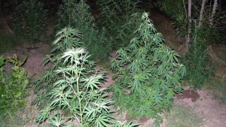 Снимка: архив Булфото