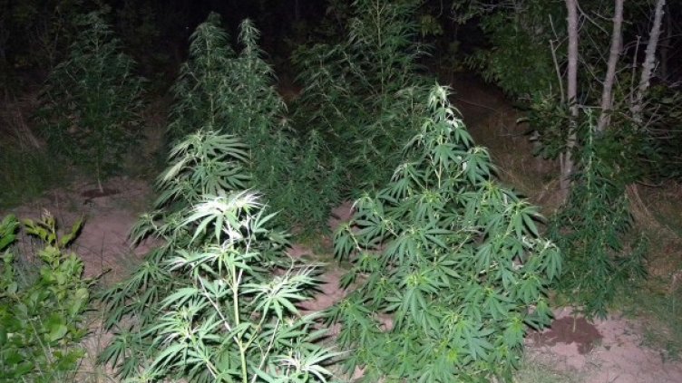 Снимка: Булфото, архив