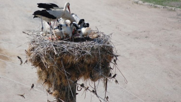Щъркелът е спасен. Снимка: архив Булфото