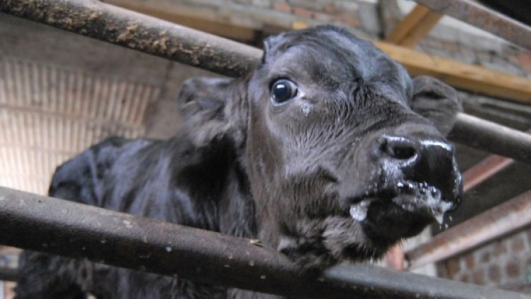 Снимка: Булфото, архив