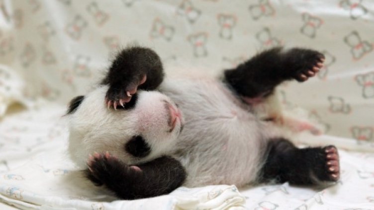 Снимка: архив, БТА