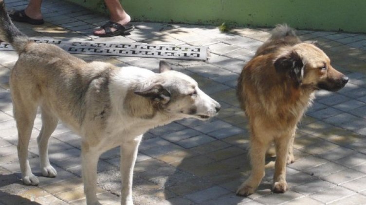 Снимка: архив Булфото