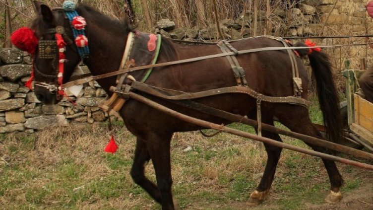 Снимка: Булфото, архив