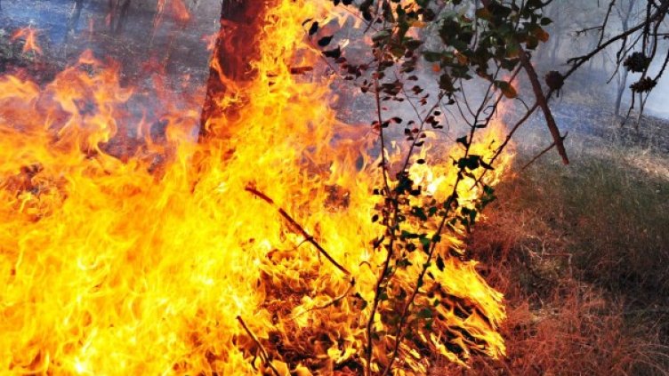 Снимка: архив Булфото