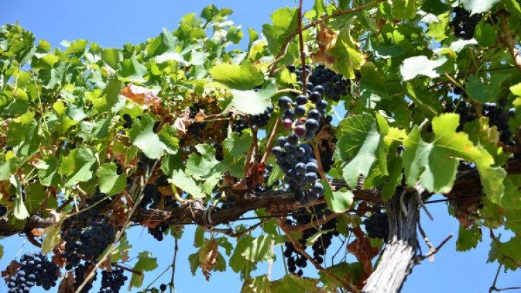 Снимка: архив, Булфото