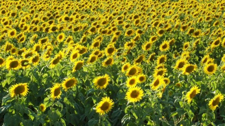 Снимка: архив, Булфото