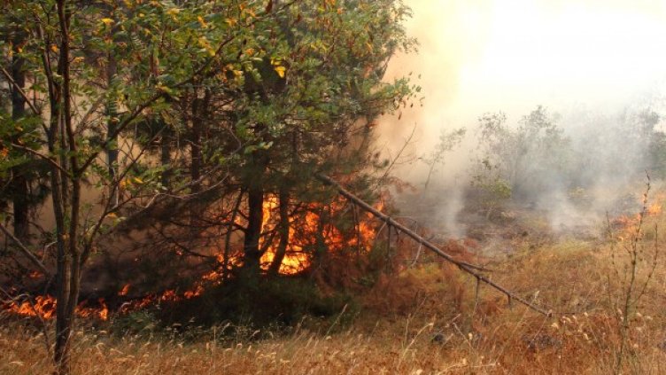 Снимка: Булфото, архив