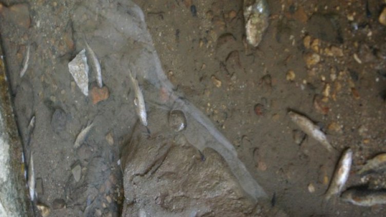 Снимка: Булфото, архив