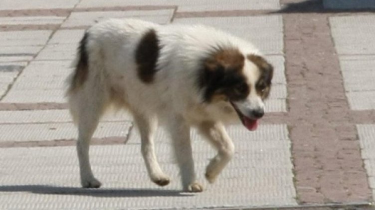 Снимка: Булфото, архив