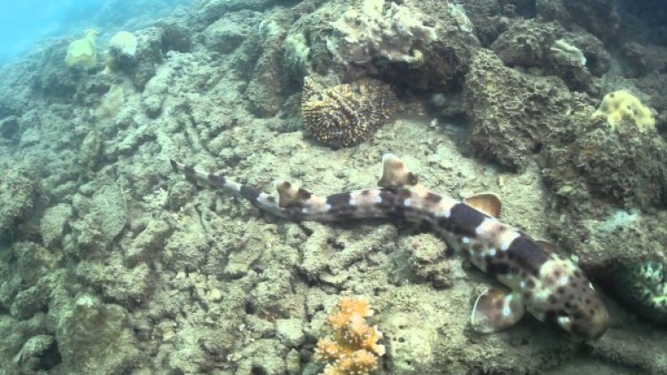 "Ходещата" акула. Снимка: Facebook