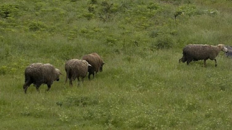 Снимка: архив, Булфото