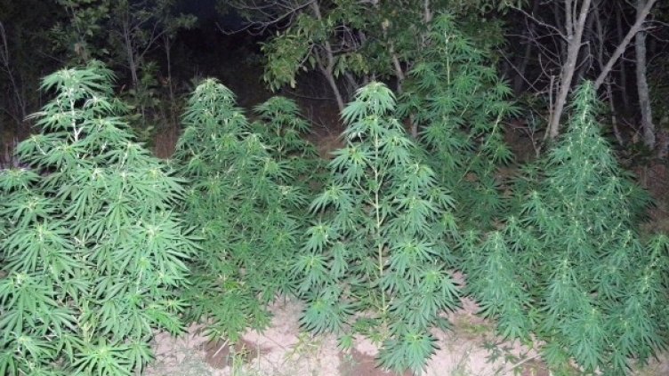 Снимка: Булфото