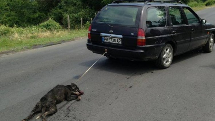 Снимката, която потресе социалните мрежи в началото на лятото. Снимка: ANIMAL HOPE - PLOVDIV - Facebook