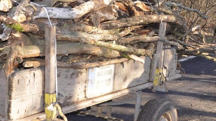 Горските изяли боя, защото тръгнали да проверяват каруцата с дървата. Снимка: архив, Булфото