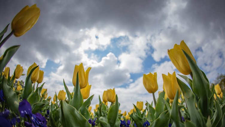 Снимка: Димитър Кьосемарлиев, Dnes.bg