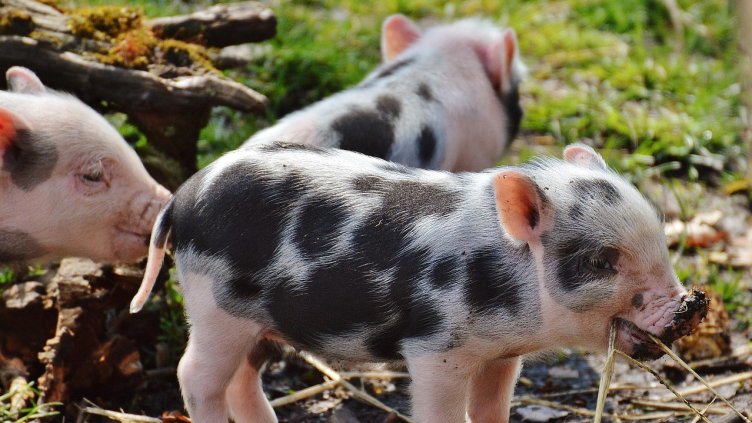 Снимка на Alexa от Pixabay