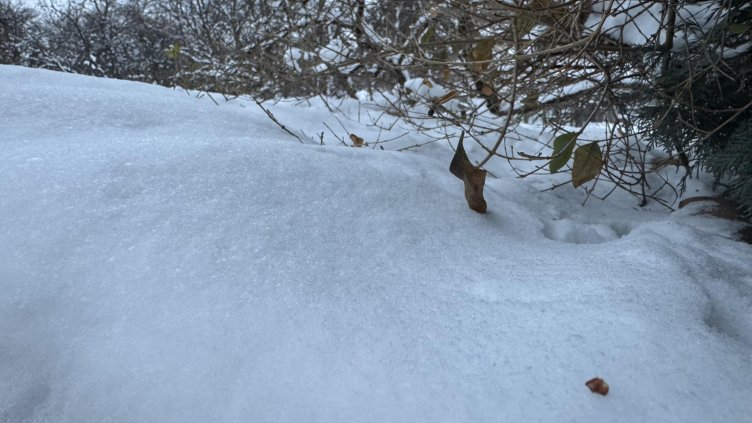 Снимка: архив, БГНЕС