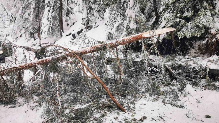 Снимка: архив, БГНЕС