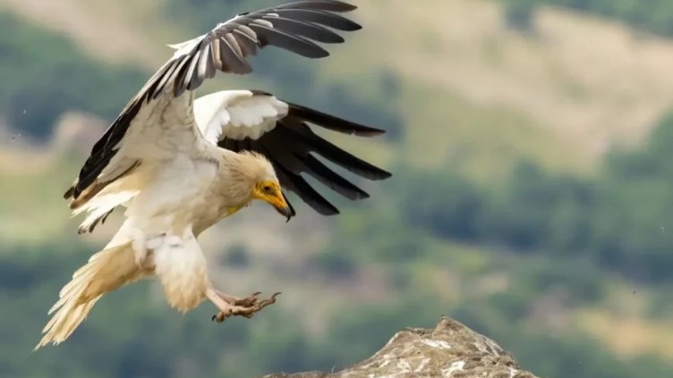 Снимка БДЗП