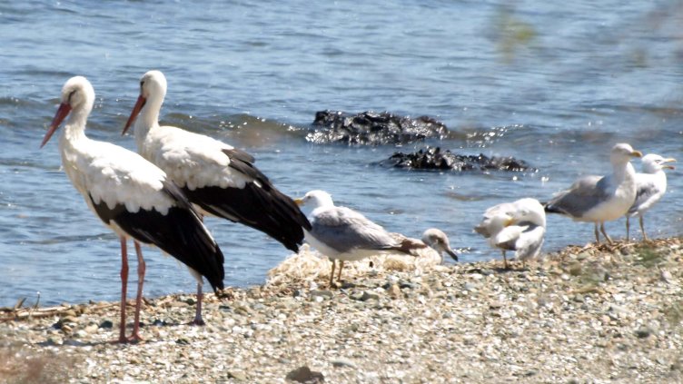 Снимка БГНЕС