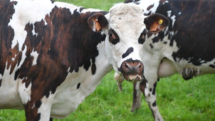 Снимка Пиксабей