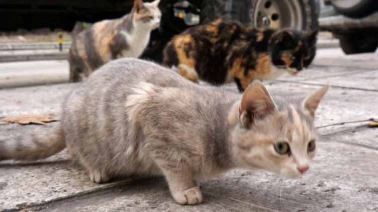 Снимка: Булфото, архив