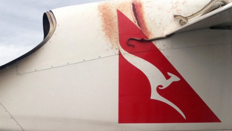 Триметров питон се бе захванал за крилото на самолет на "Кантас". Снимка: Reuters