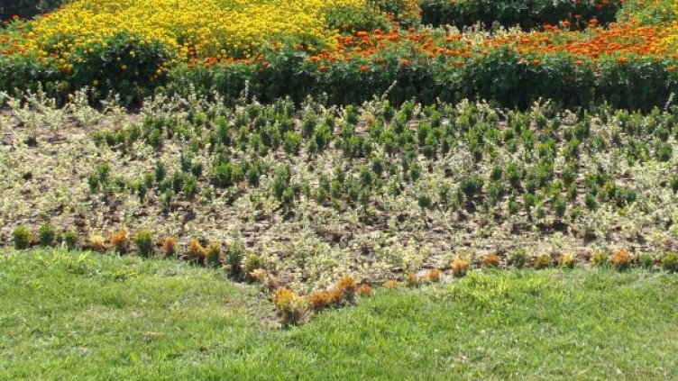 Снимка: Булфото