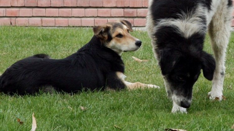 Снимка: Impact Press Group