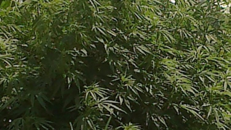 От 2007 г. насам 80 000 души са били убити в нарковойната в Мексико. Снимка: архив, Булфото