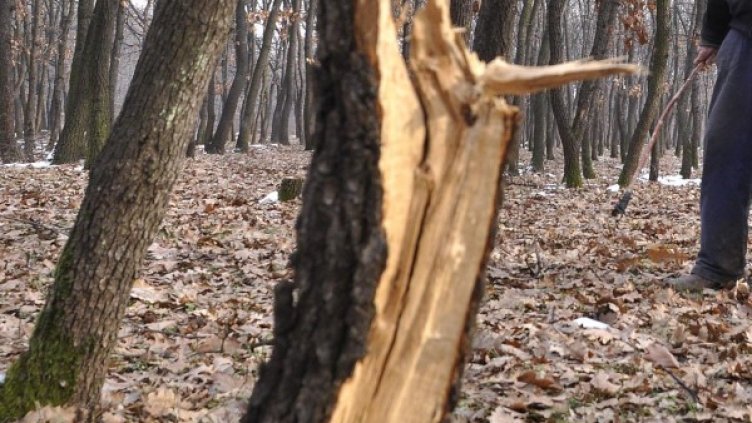 Снимка: Булфото