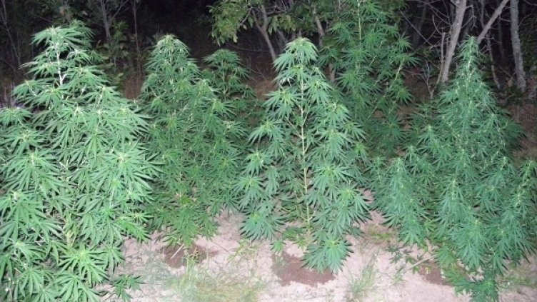 Снимка: архив, Булфото