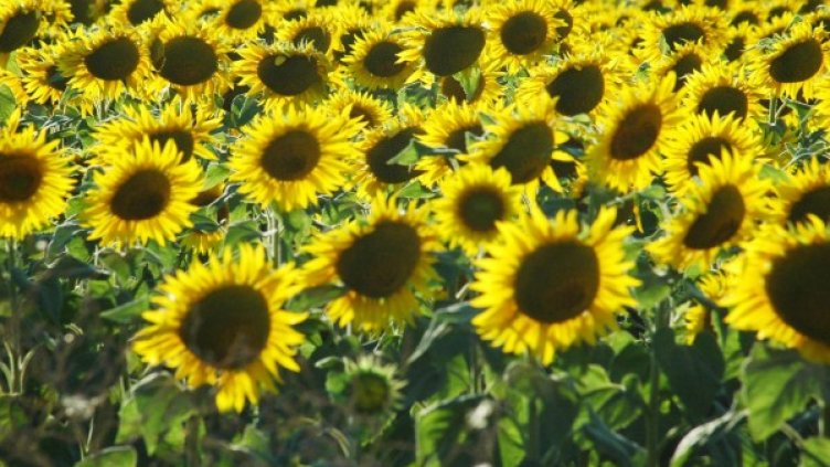 Снимка: архив, Булфото