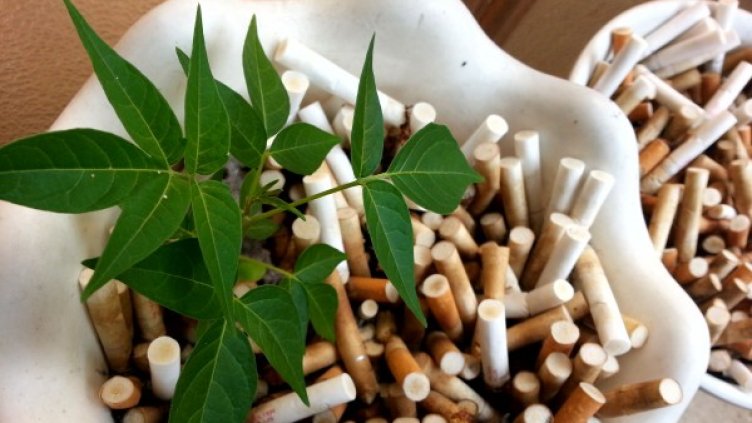 Снимка: Impact Press Group