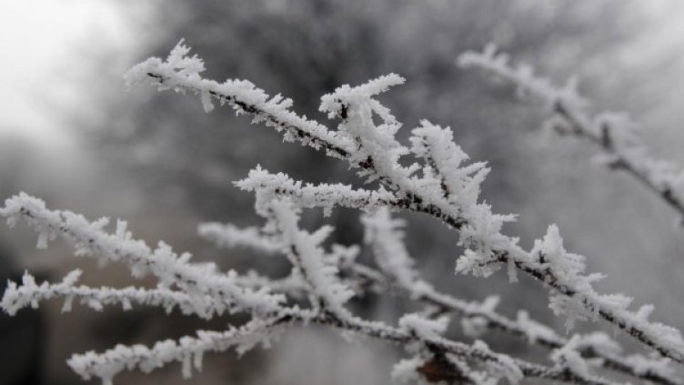 Снимка: Булфото