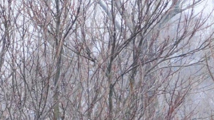 Снимка: Булфото