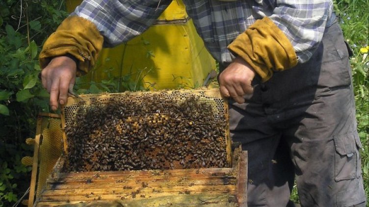 Снимка: Булфото, архив