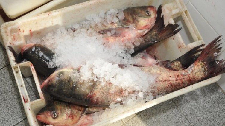 Снимка: Булфото, архив